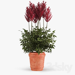Plant - Astilbe 