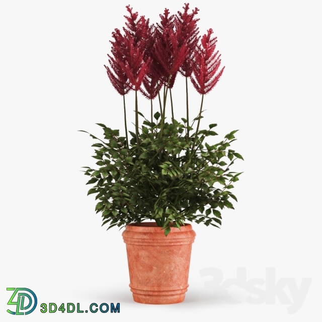 Plant - Astilbe