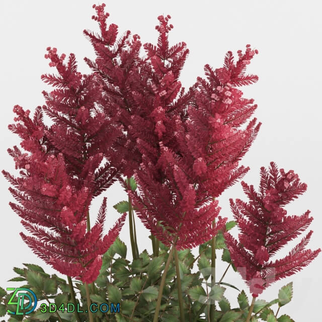 Plant - Astilbe