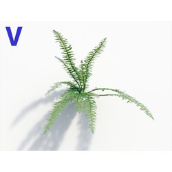 Maxtree-Plants Vol08 Nephrolepis Cordifolia 04 