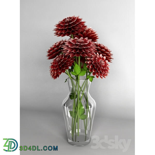 Plant - bouquet of dahlias