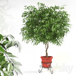 Plant - Ficus benjamina on forged stand 