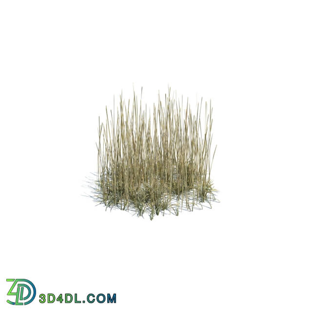 ArchModels Vol124 (140) simple grass medium v2