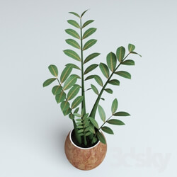 Plant - Plant Zamioculcas 