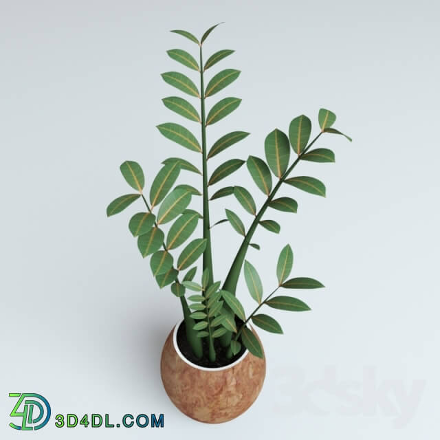 Plant - Plant Zamioculcas