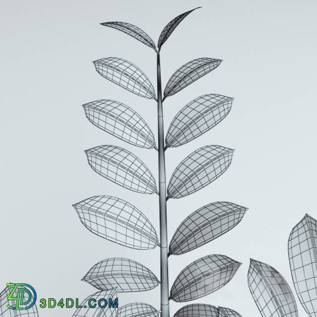 Plant - Plant Zamioculcas