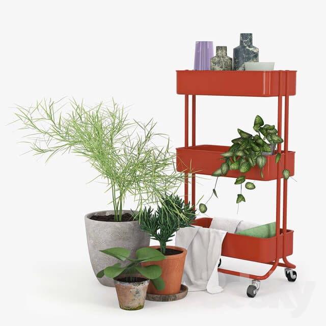 Plant - IKEA RASKOG