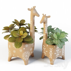 Plant - Giraffe Pots and Fittonia 
