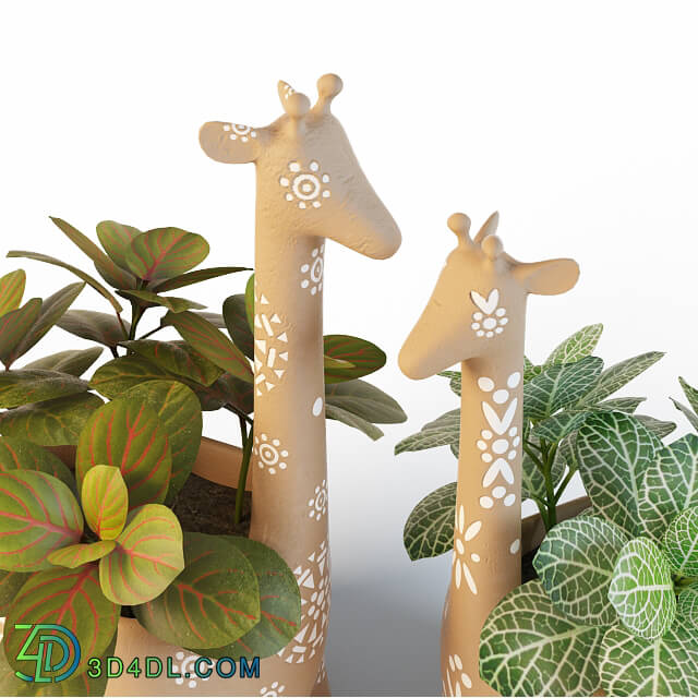 Plant - Giraffe Pots and Fittonia