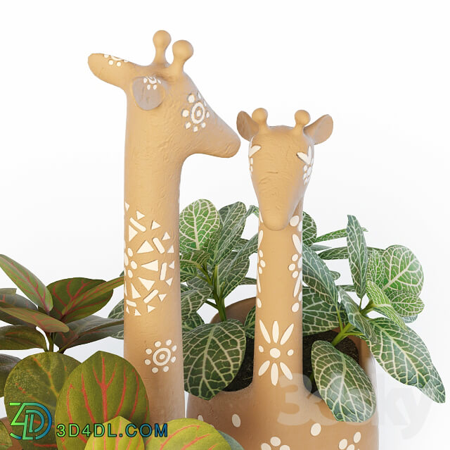 Plant - Giraffe Pots and Fittonia