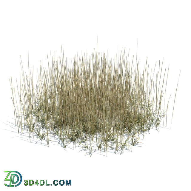 ArchModels Vol124 (141) simple grass large v3