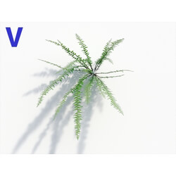 Maxtree-Plants Vol08 Nephrolepis Cordifolia 06 
