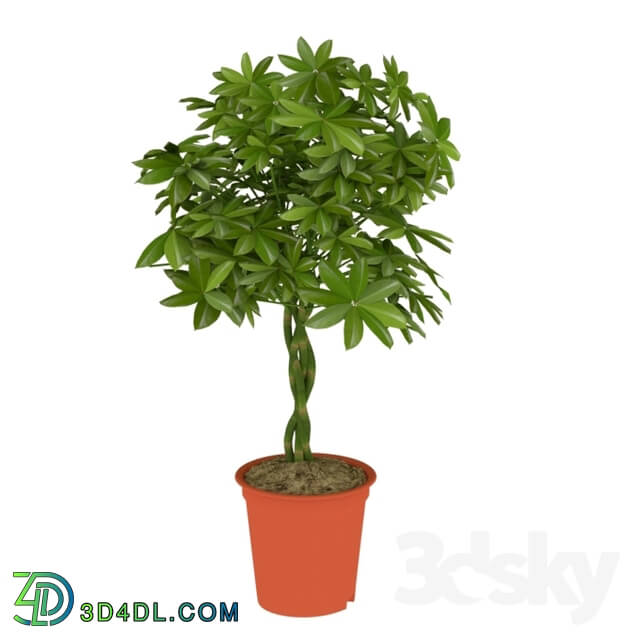 Indoor - houseplant schefflera