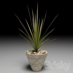 Plant - Dracaena Marginata tree 