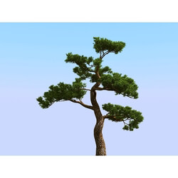 3dMentor HQPlants-02 (031) japan pine 