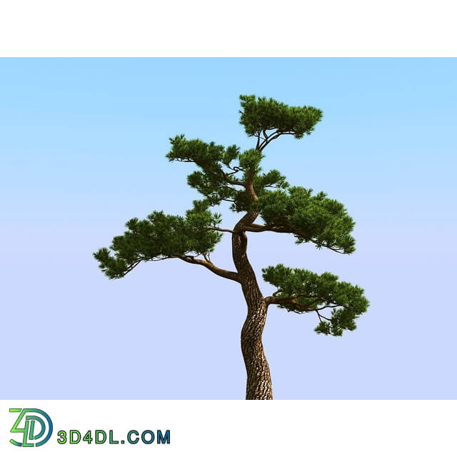 3dMentor HQPlants-02 (031) japan pine