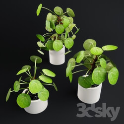 Plant - Pilea Peperomioides - Chinese money plant 