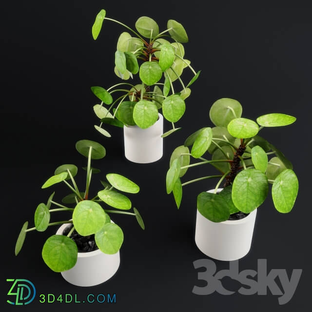 Plant - Pilea Peperomioides - Chinese money plant