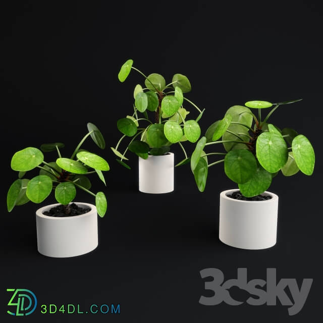 Plant - Pilea Peperomioides - Chinese money plant