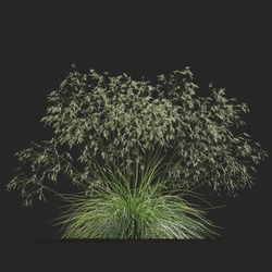 Maxtree-Plants Vol20 Stipa gigantea 01 04 