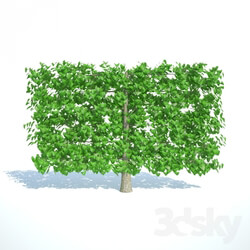 Plant - Small-leaved linden. Trellis 