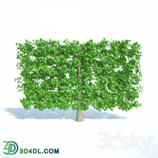 Plant - Small-leaved linden. Trellis