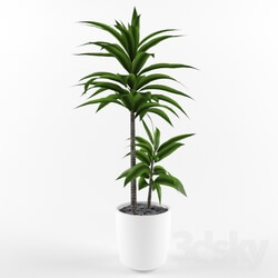 Plant - Potted Plant 