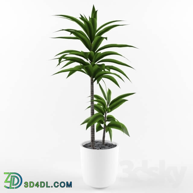 Plant - Potted Plant