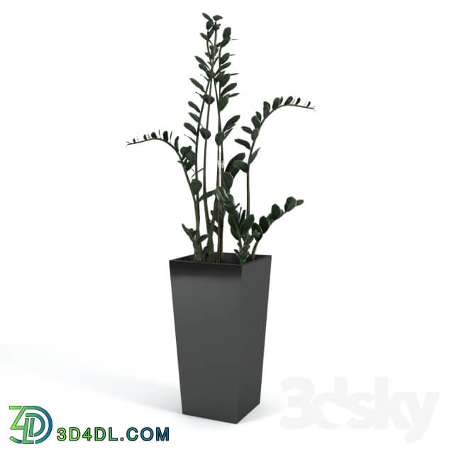 Plant - Zamioculcas home