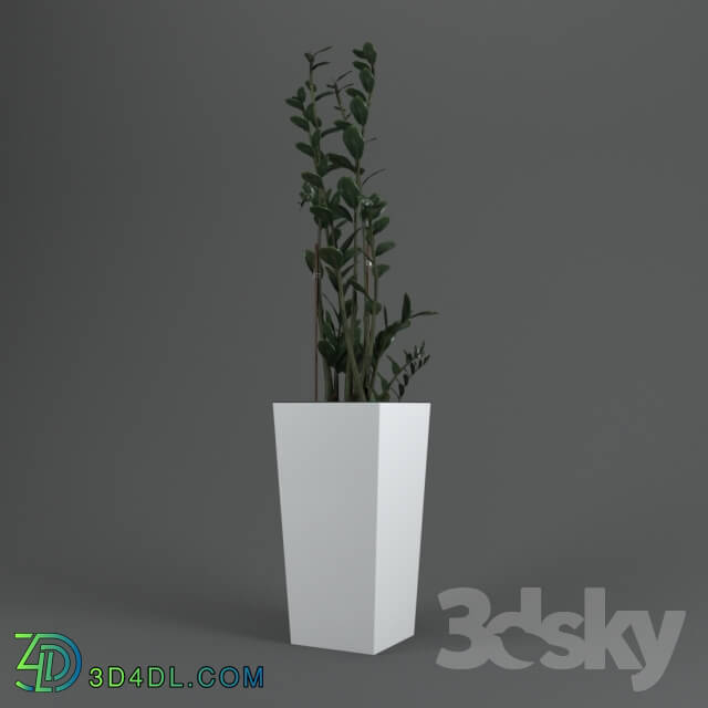 Plant - Zamioculcas home