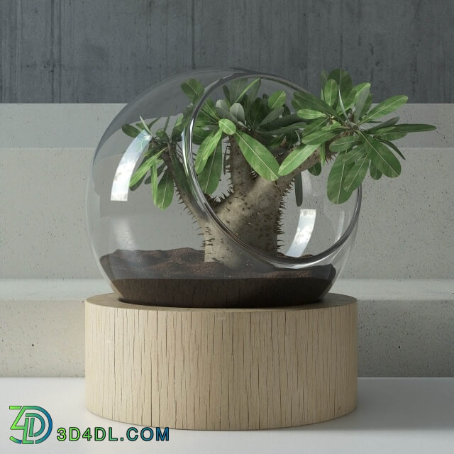 Plant - plant in glass