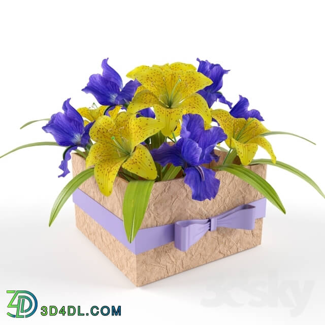 Plant - Box with flowers