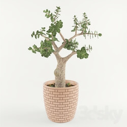 Plant - Jade or _quot_Money Tree_quot_ 