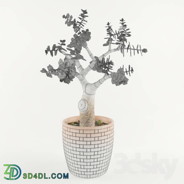 Plant - Jade or _quot_Money Tree_quot_