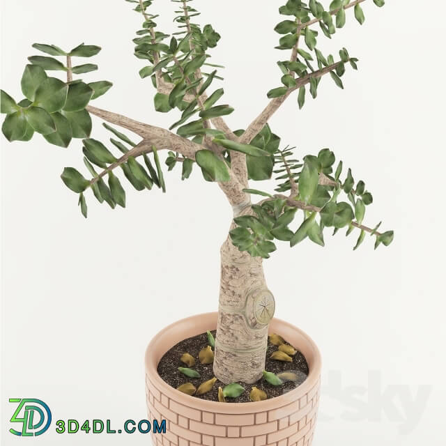 Plant - Jade or _quot_Money Tree_quot_