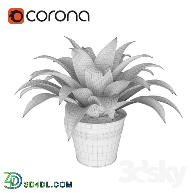 Plant - Dracaena Janet Graig _Dracaena Janet Craig_ _ pots Soccer IKEA