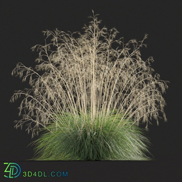 Maxtree-Plants Vol20 Stipa gigantea 01 06