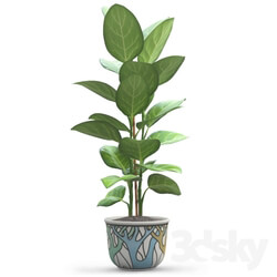 Plant - Andre Ficus 