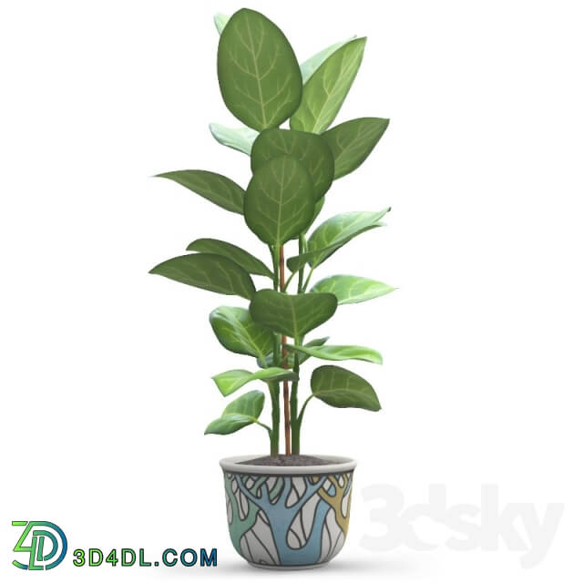 Plant - Andre Ficus