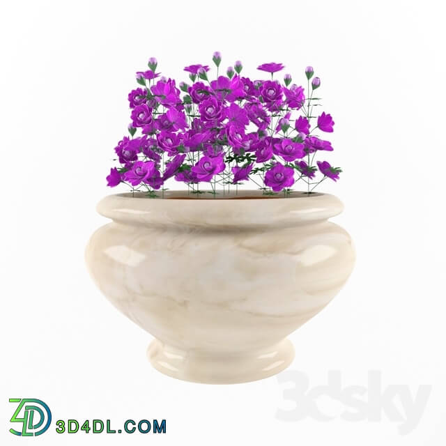 Plant - geranium __39_Plenum__39_