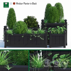 Plant - Windsor planter 