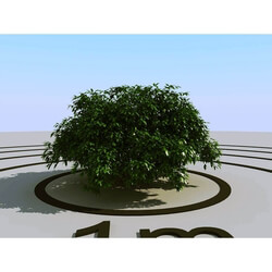 3dMentor HQPlants-01 (023) bush 