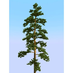 3dMentor HQPlants-02 (035) pine 2 