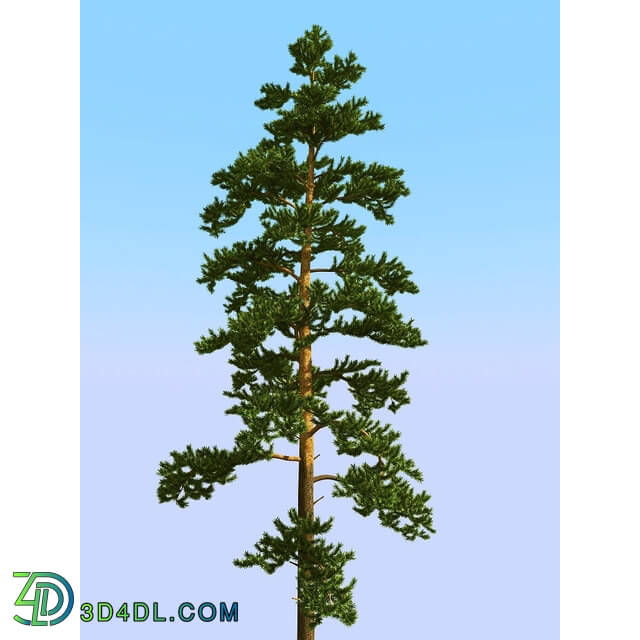 3dMentor HQPlants-02 (035) pine 2