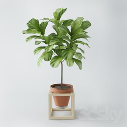 Plant - Ficus lyrata _ ficus lyrata 