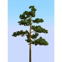 3dMentor HQPlants-02 (036) pine 3 
