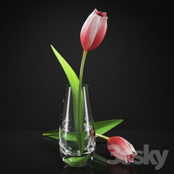 Plant - Tulips in a vase 