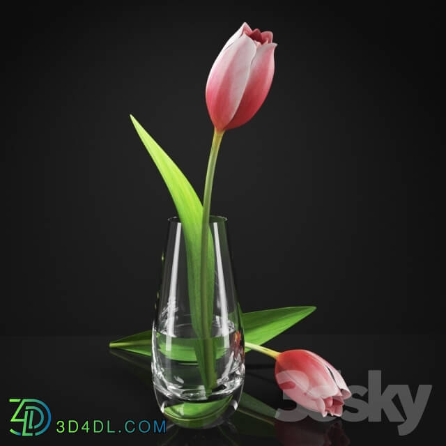 Plant - Tulips in a vase