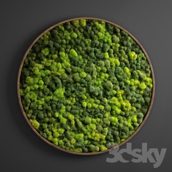 Plant - panel moss circle 