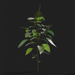 Maxtree-Plants Vol21 Amaranthus viridis 01 01 